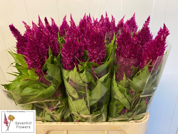 <h4>CEL P SUNDAY PURPLE</h4>