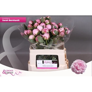 PAEO L SARA BERNHARD