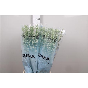 Delphinium DU 'MagicFount Sky Blue'