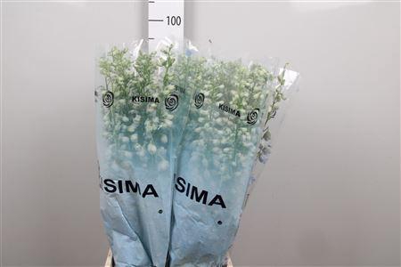 <h4>Delphinium DU 'MagicFount Sky Blue'</h4>