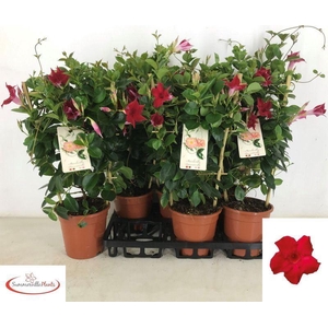 Mandevilla sundaville 'Red'