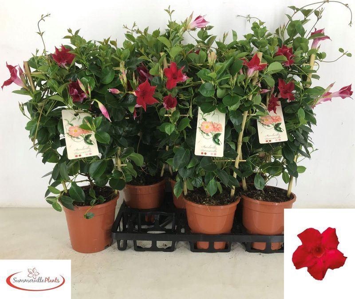 <h4>Mandevilla sundaville 'Red'</h4>