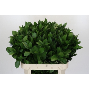 RUSCUS HYPOPHYLLUM