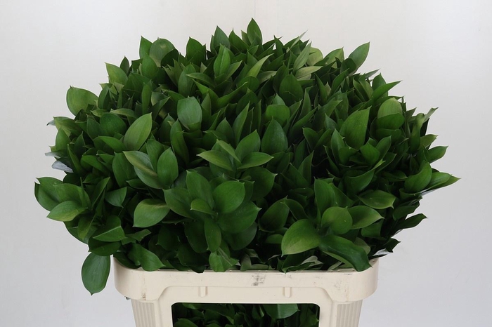 <h4>RUSCUS HYPOPHYLLUM</h4>