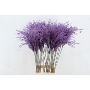 Dried Miscanthus Lavender 90cm