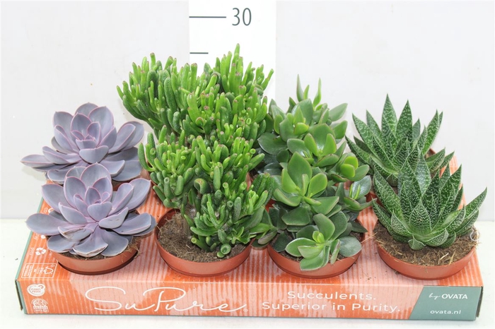 <h4>Succulenten Gemengd</h4>