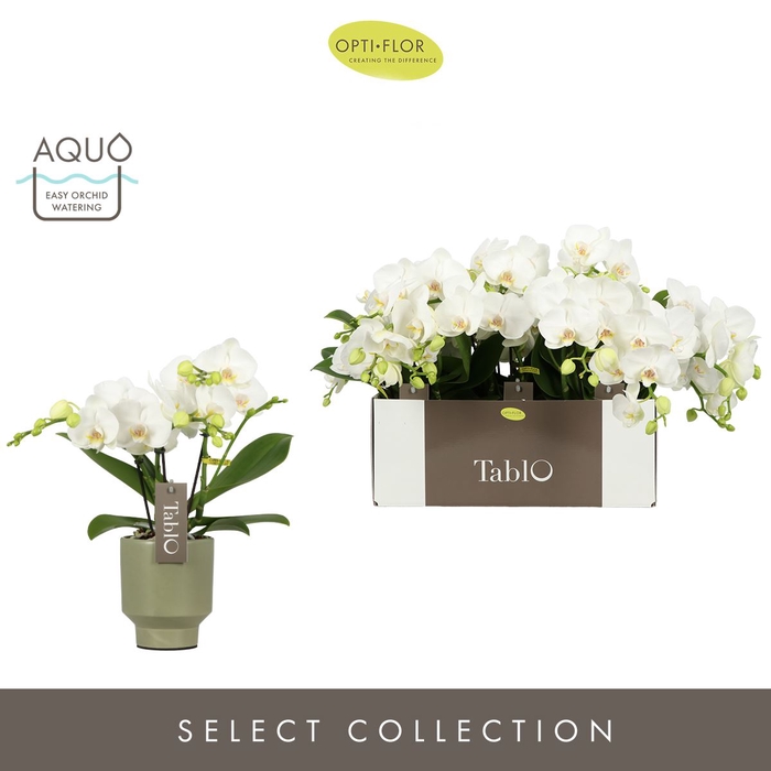 <h4>Phalaenopsis wit meer takken</h4>