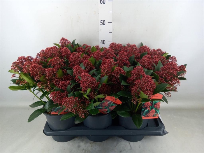 <h4>Skimmia jap. 'Rubella'</h4>