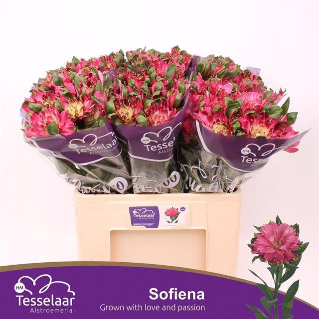 <h4>Alstroemeria si sofiena</h4>