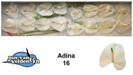 <h4>Anth A Adina Wit X 16</h4>