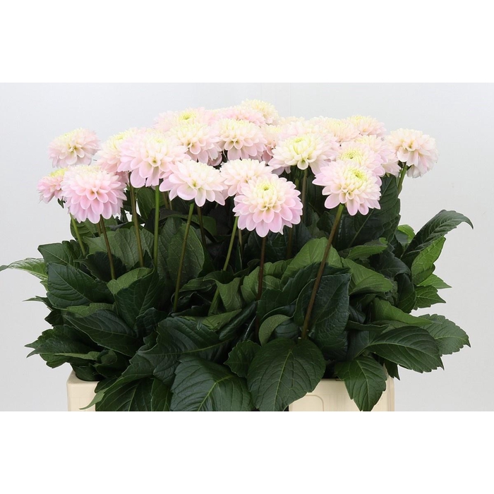 <h4>DAHLIA LIGHT WIZARD</h4>