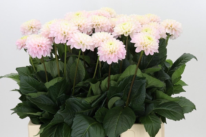 DAHLIA LIGHT WIZARD