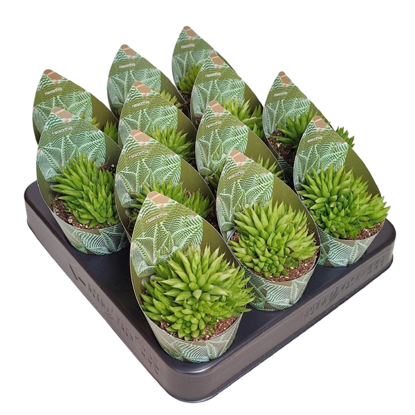 <h4>HAWORTHIA MUCRONATA - POT Ø 6,5 WITH POTCOVER (SUCCULENTEN)</h4>