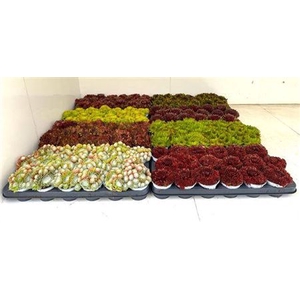 Semp Gem Mixk 1 Klr Per Tray