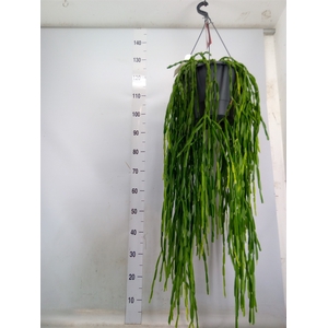 Rhipsalis paradoxa