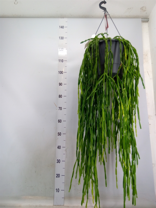 <h4>Rhipsalis paradoxa</h4>