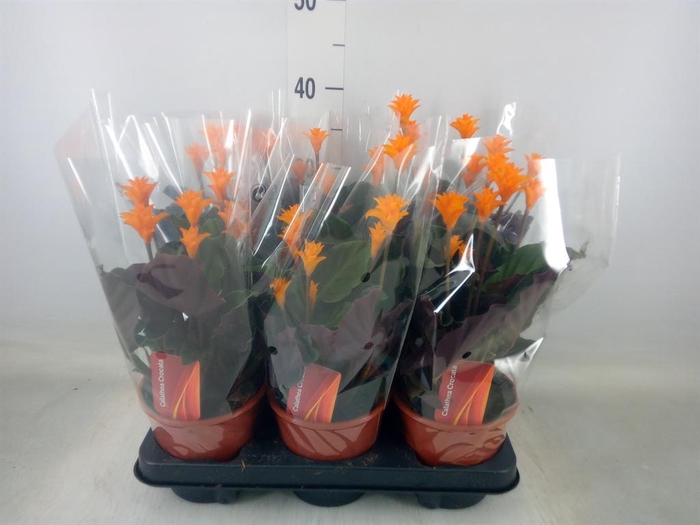 <h4>Calathea crocata</h4>