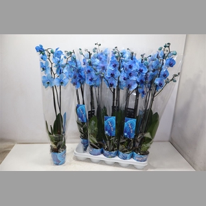 Phal Magic Blue