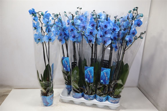 <h4>Phal Magic Blue</h4>