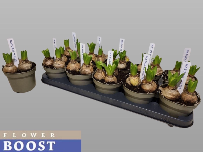 <h4>HYACIN WHITE PEARL</h4>