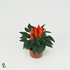 Capsicum annuum 'Salsa Dark Orange'