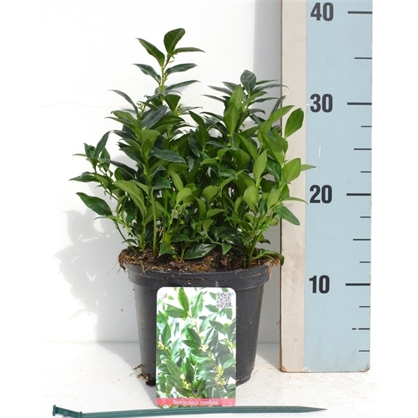 Sarcococca confusa