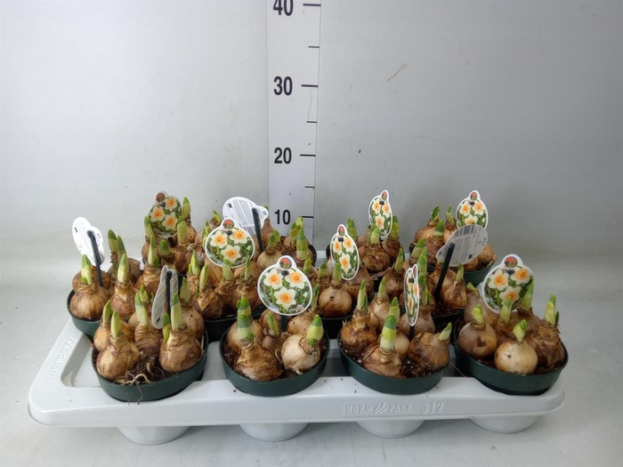 <h4>Narcissus   ...</h4>