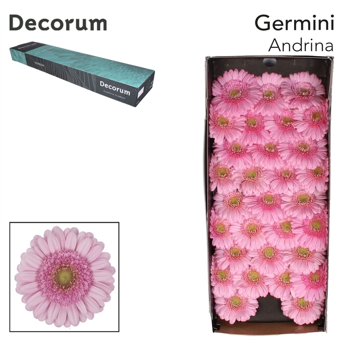 GE MI ANDRINA Doos x60