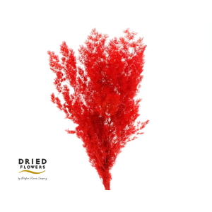 Dried Bleached Asparagus Retrofractus Red