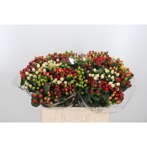 Hypericum Mix