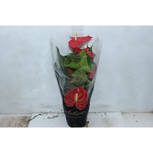 ANTHURIUM MICHIGAN P17 PREMIUM