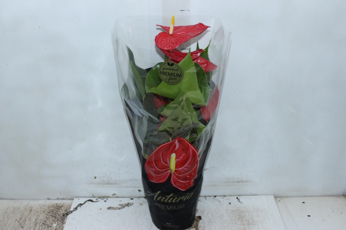 <h4>ANTHURIUM MICHIGAN P17 PREMIUM</h4>