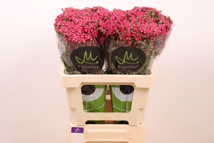 <h4>ACHIL NEONGLOW FUCHSIA</h4>