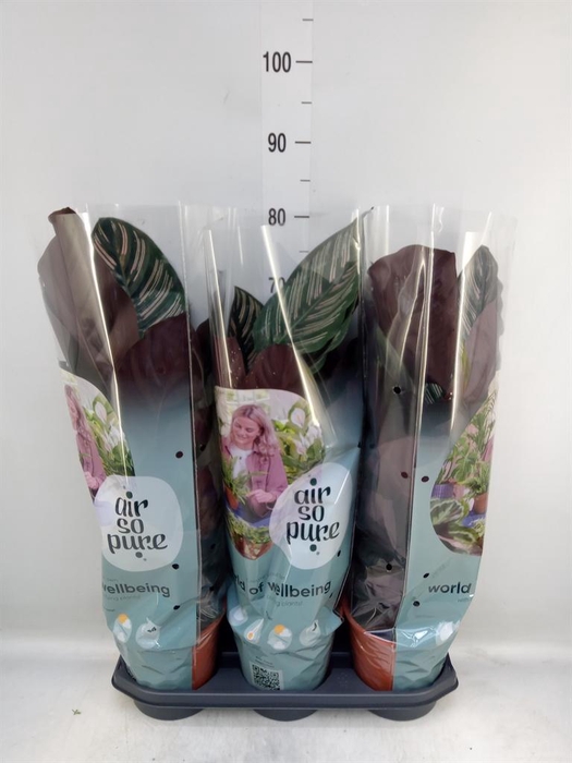 <h4>Calathea sanderiana</h4>