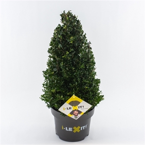 Ilex crenata Dark Green, P23, Kegel 40-50cm