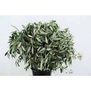 OLEA EUROPAEA BS