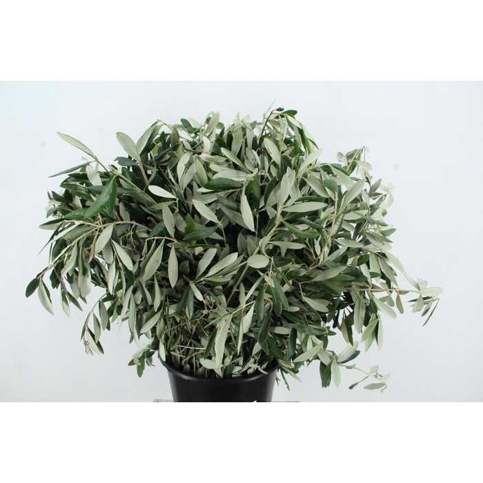<h4>Olea Europaea Bs</h4>