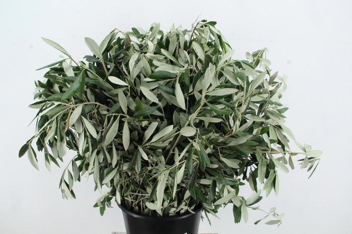 <h4>OLEA EUROPAEA BS</h4>