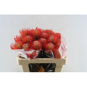 Leuco Co Ayoba Red