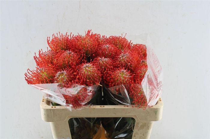 <h4>Leuco Co Ayoba Red</h4>