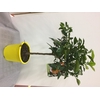 Citrus x paradisi