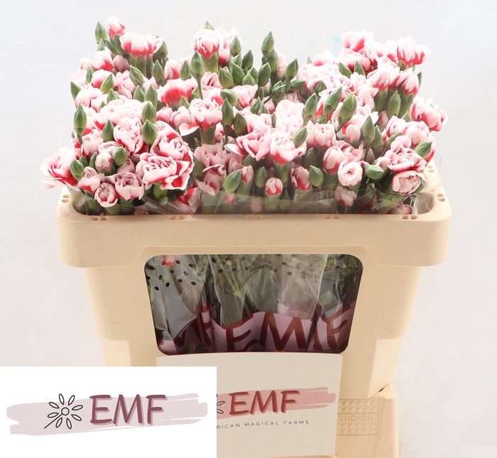 <h4>Di Tr Swing</h4>