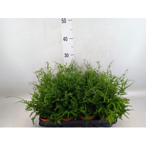 Pteris ensiformis