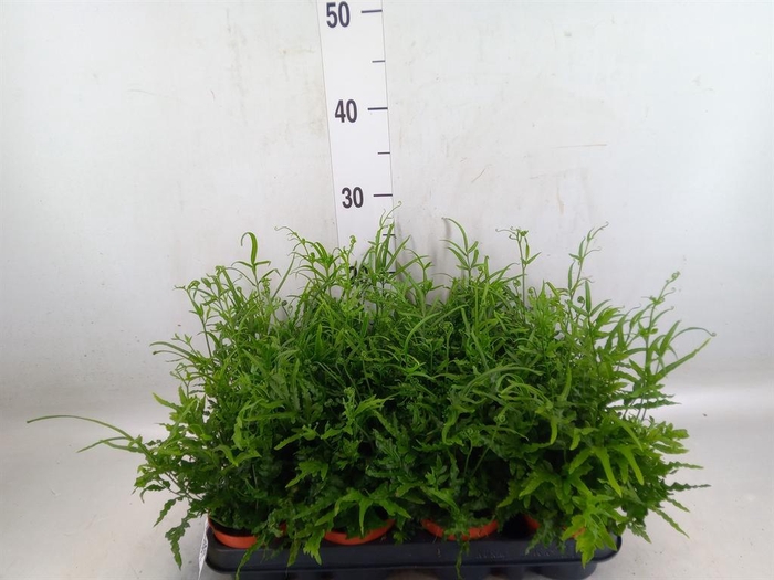 <h4>Pteris ensiformis</h4>
