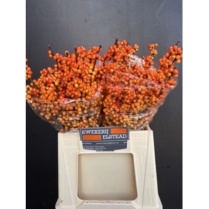 ILEX ILEXIA VICTORIA