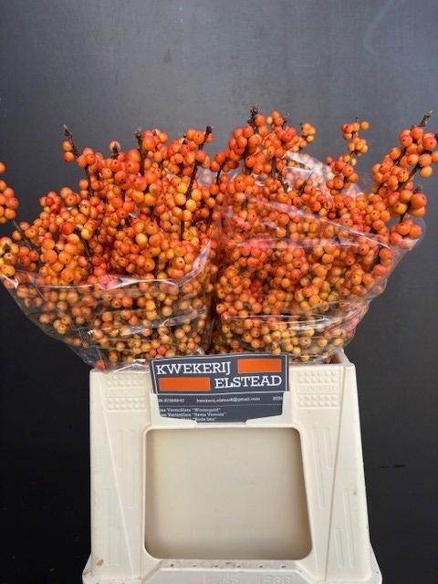 <h4>ILEX ILEXIA VICTORIA</h4>