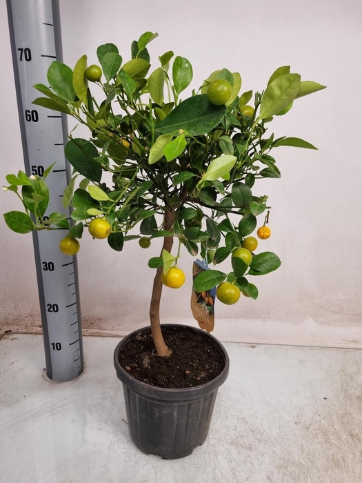 <h4>CITR MICROCARPA</h4>
