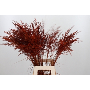 Calamagrostis Kl Bh Oranje