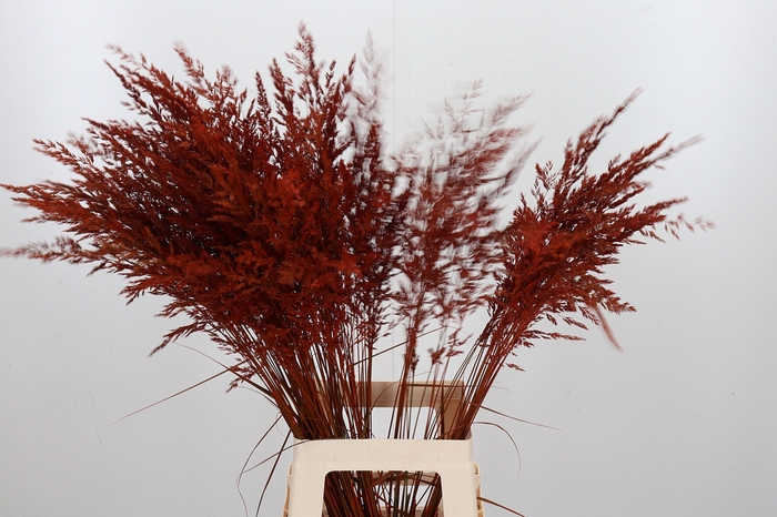 <h4>Calamagrostis Kl Bh Oranje</h4>