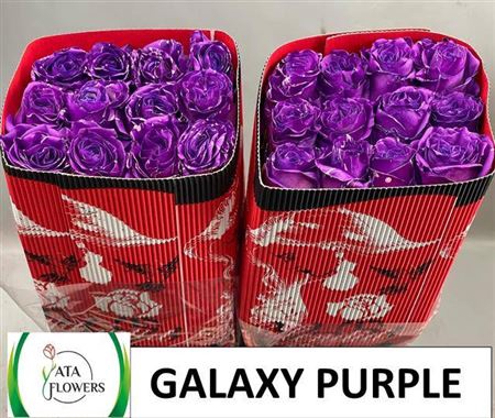 <h4>R Gr Galaxy Purple Ec</h4>